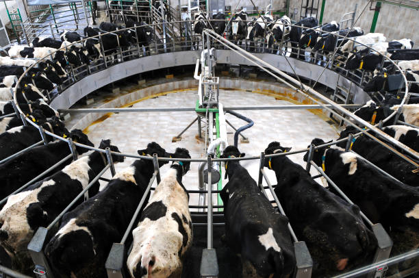 a milking