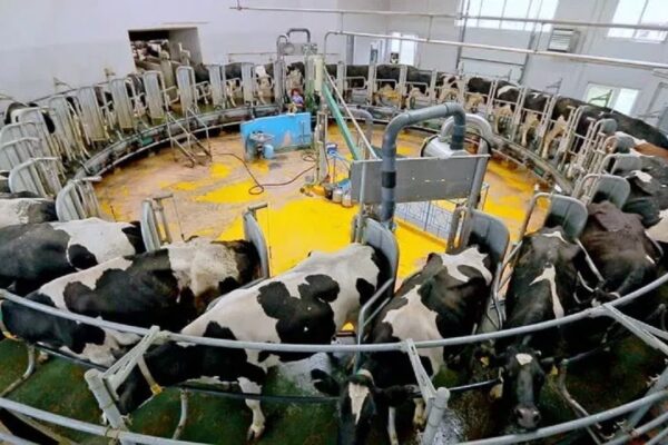 a milking