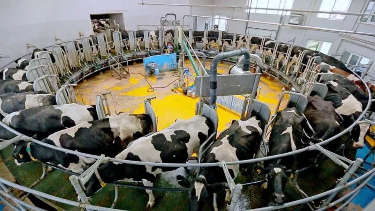 a milking